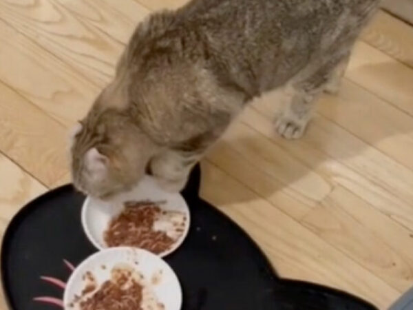 Mačka je pomirisala hranu pa šapom preklopila tepih preko zdjelica te nezadovoljno pogledala svoju vlasnicu i odšetala iz kuhinje