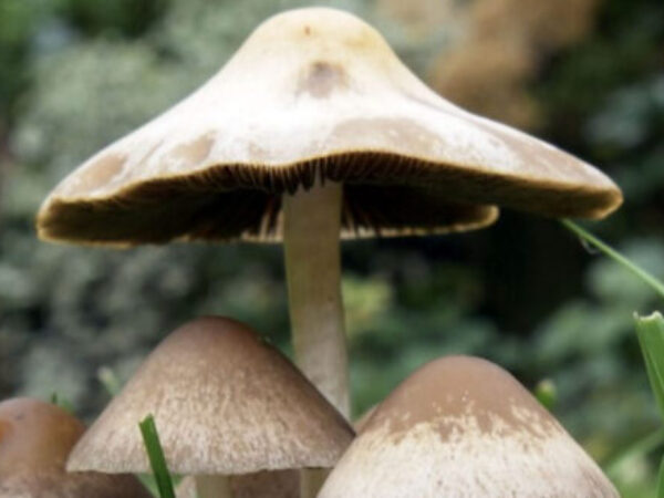 Tri stvari koje možemo uraditi s gljivama