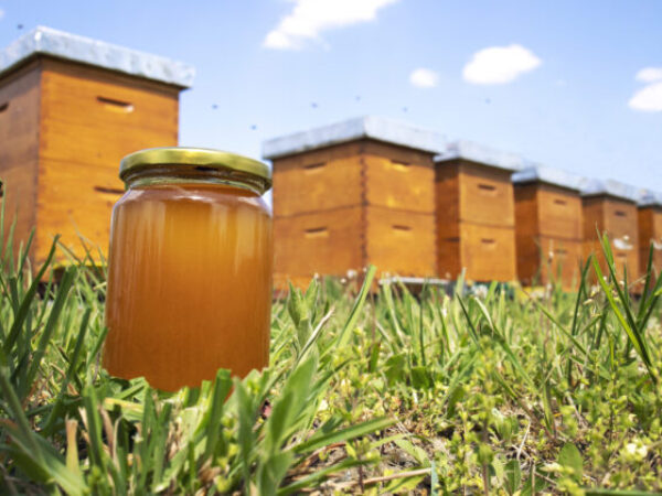 "Lažni med": Pčelari upozoravaju kako prepoznati lažirane proizvode