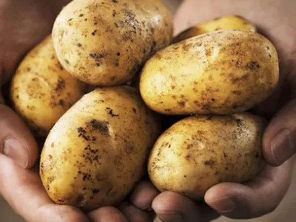 Krompir dosegao rekordne cijene