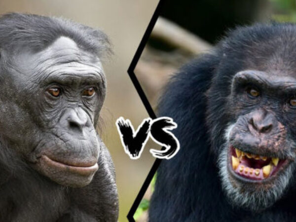 Čimpanze vs Gorile