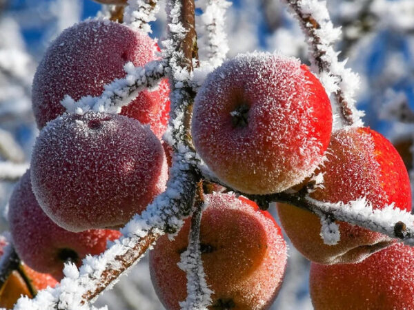mraz na voće