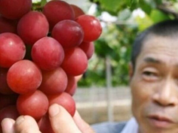 Najskuplje grožđe na svijetu – kilogram košta 10.000 dolara