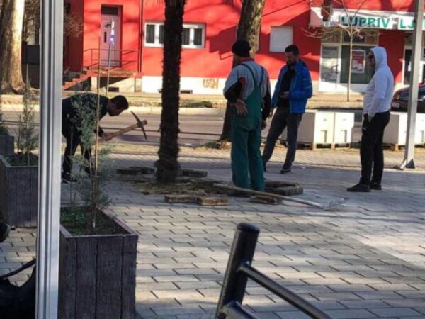 Vjerovali ili ne: Pokušao prodati gradsku palmu u Mostaru na Olx-u za 400 KM