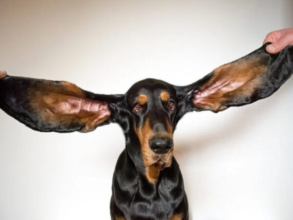 Pas Lou ima najveće uši na svijetu