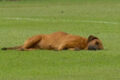 Pas zaspao na terenu, utakmica prekinuta dok se nije probudio