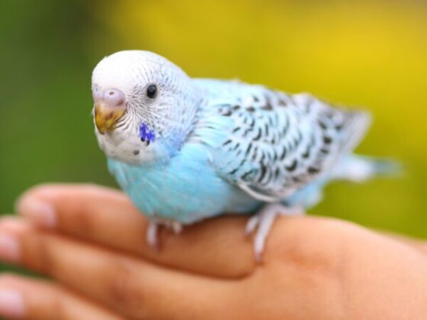 pet-parrot-on-human-hand-1022424278-5c3ded0ac9e77c00016e6e2b