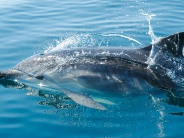 Delfini ne dišu automatski