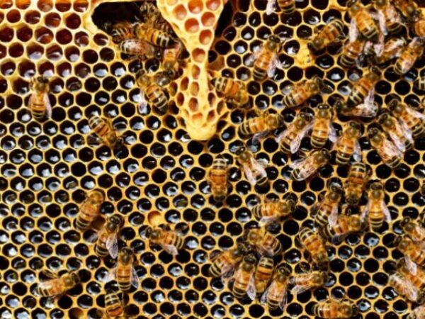 Podrška TIKA-e razvoju pčelinjih proizvoda u Bosni i Hercegovini