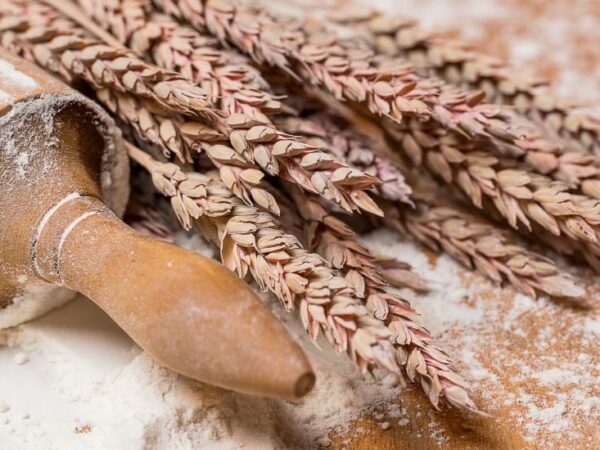 Ukrajina obustavila izvoz mesa, šećera i soli, ali je dozvolila izvoz pšenice i kukuruza