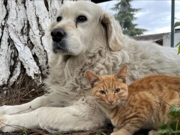 Prijateljstvo mačke i psa oduševljava prolaznike