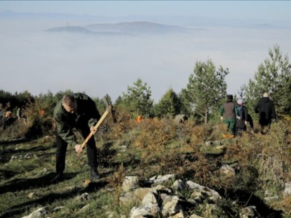 U Kantonu Sarajevo počela velika akcija pošumljavanja: Plan zasaditi pola miliona sadnica
