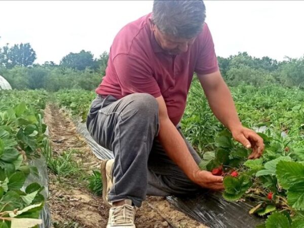 BiH: Katastrofalna sezona za proizvođače jagoda u čelićkom kraju