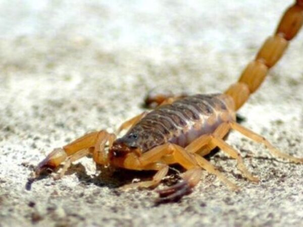 Škorpioni usmrtili tri osobe, 450 povrijedili