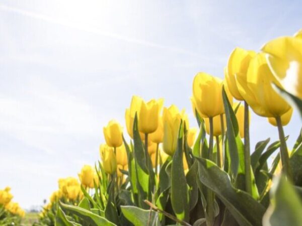 Tulipani vijesnici proljeća
