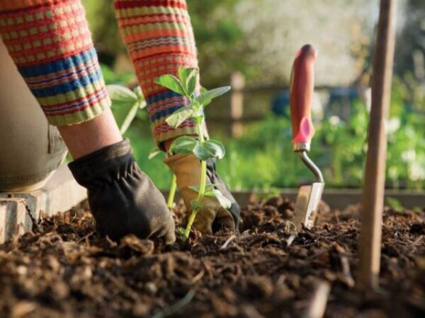 Sve je veći broj istraživanja koja podupiru ideju da vrtlarstvo može imati koristi kako za mentalno tako i za fizičko zdravlje.