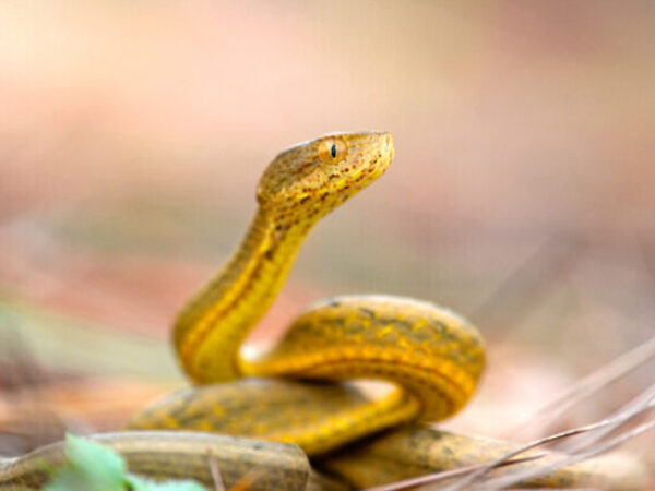A closeup of a yellow viper snake isolated on a blurred pink background